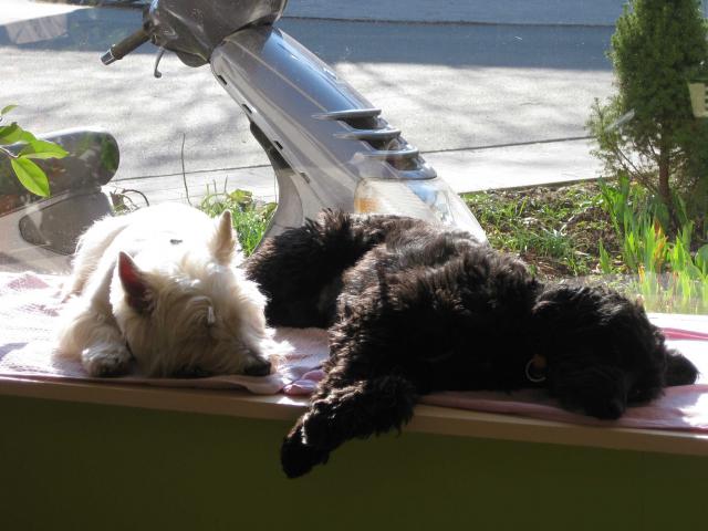 Wir sind sooo mude, Tutyi und Idefix